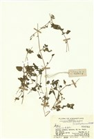 藏品(繁縷屬)的圖片
